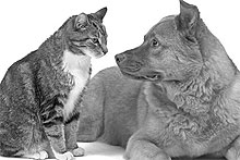  ������ ���� �������������� ���� 