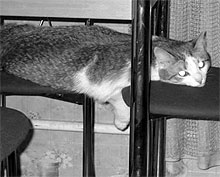  1. � ���������� � ������� �� ���� ������� 